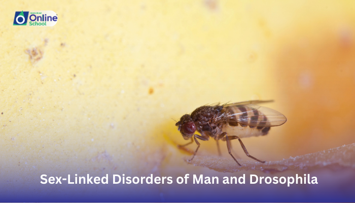 Lesson 38: Naming Some Sex-Linked Disorders of Man and Drosophila